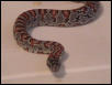 male mex mex