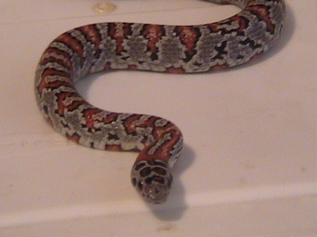 male mex mex