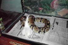 feeding pic.