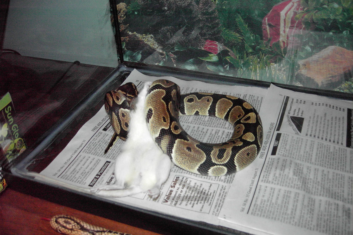 feeding pic.
