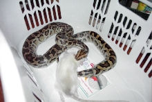burmese python