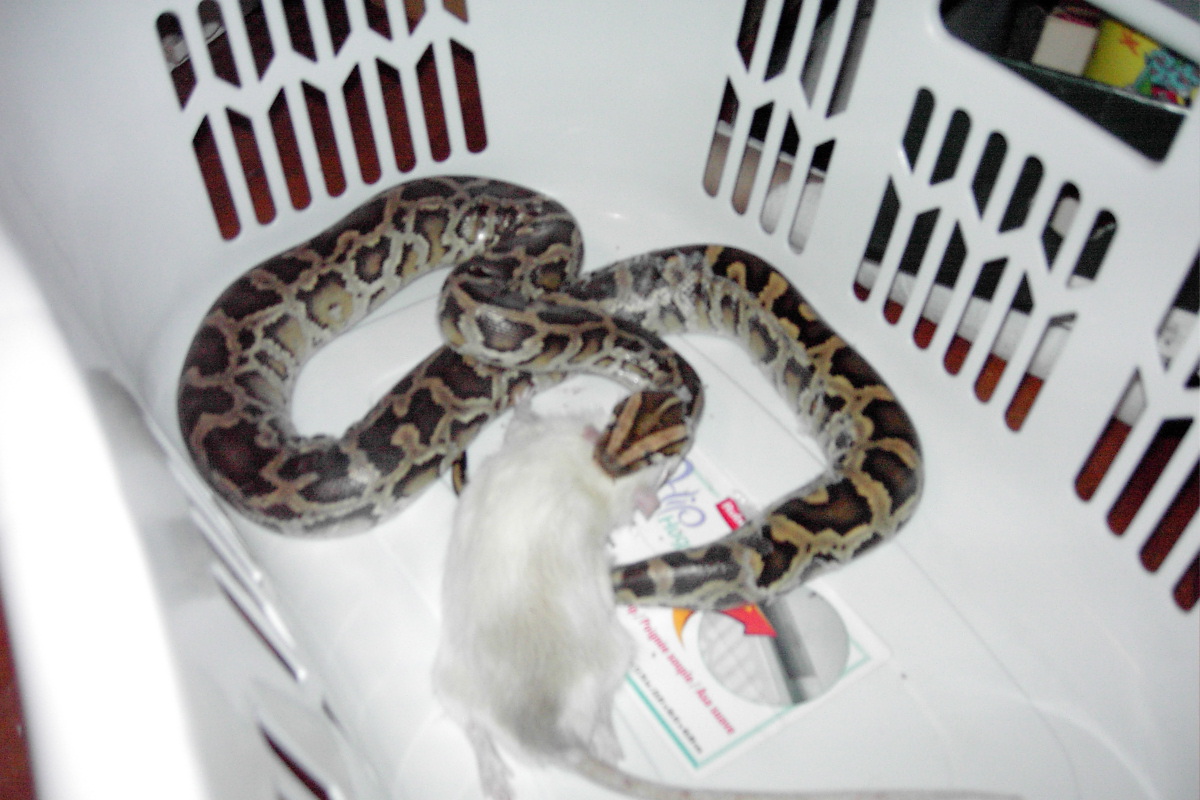 burmese python