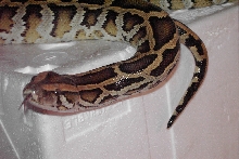Lilith saying hi..