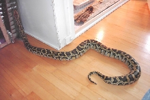 getting bigger.