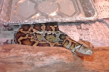 Lilith after a shed.