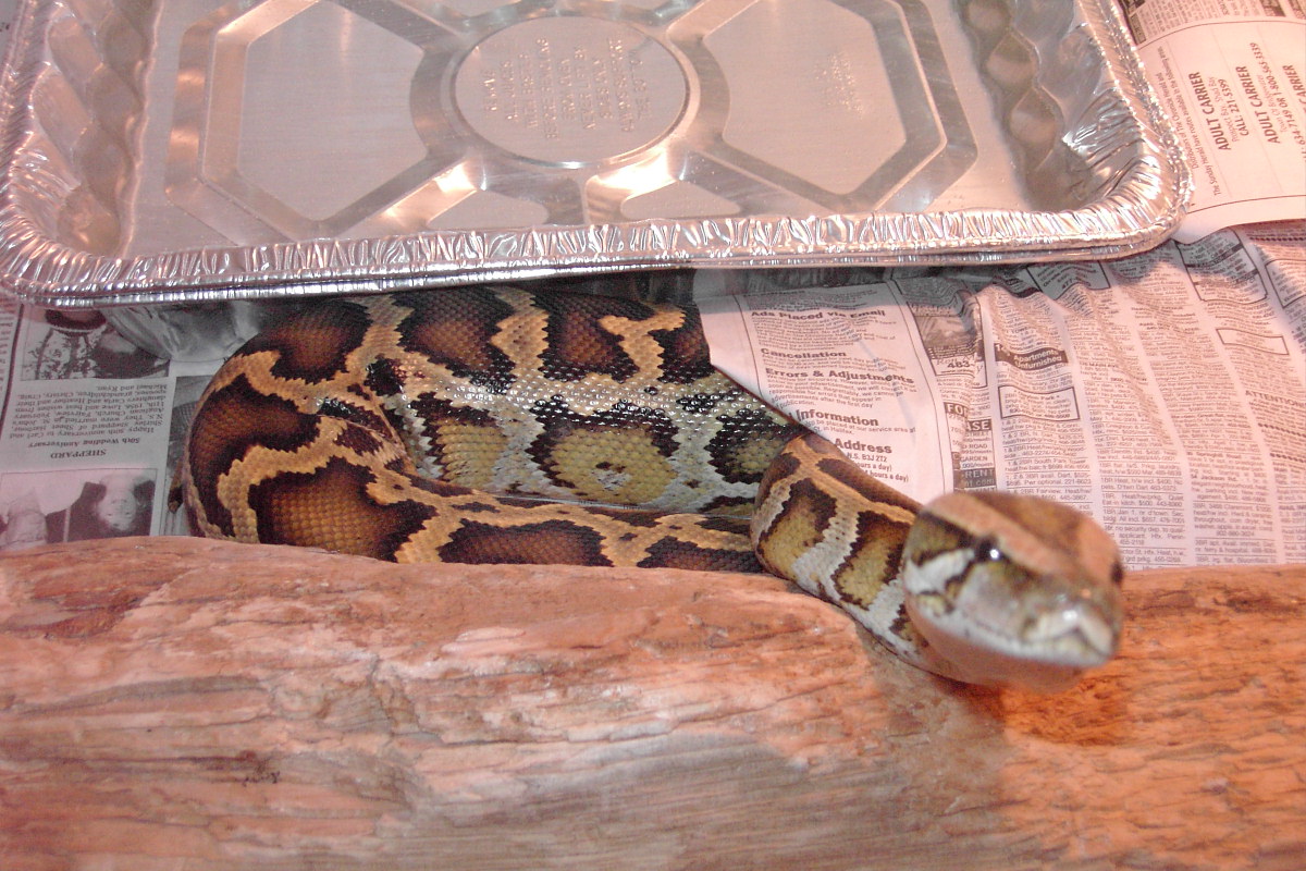 Lilith after a shed.