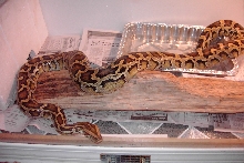 Lilith