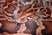Lilith