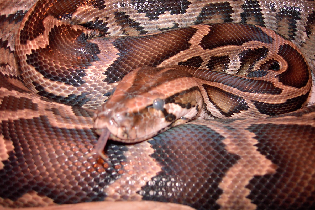 Lilith