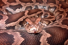 Lilith
