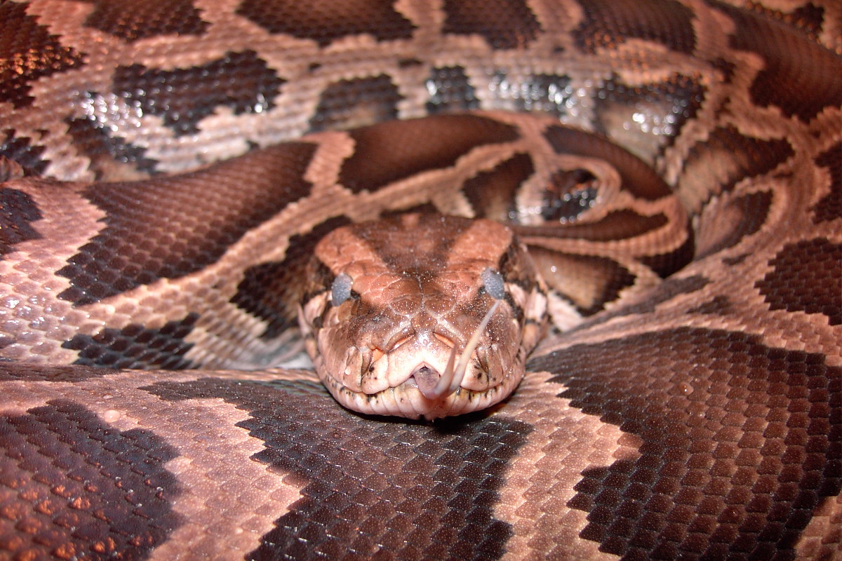 Lilith