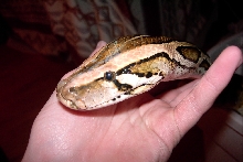 head shot of Lilith