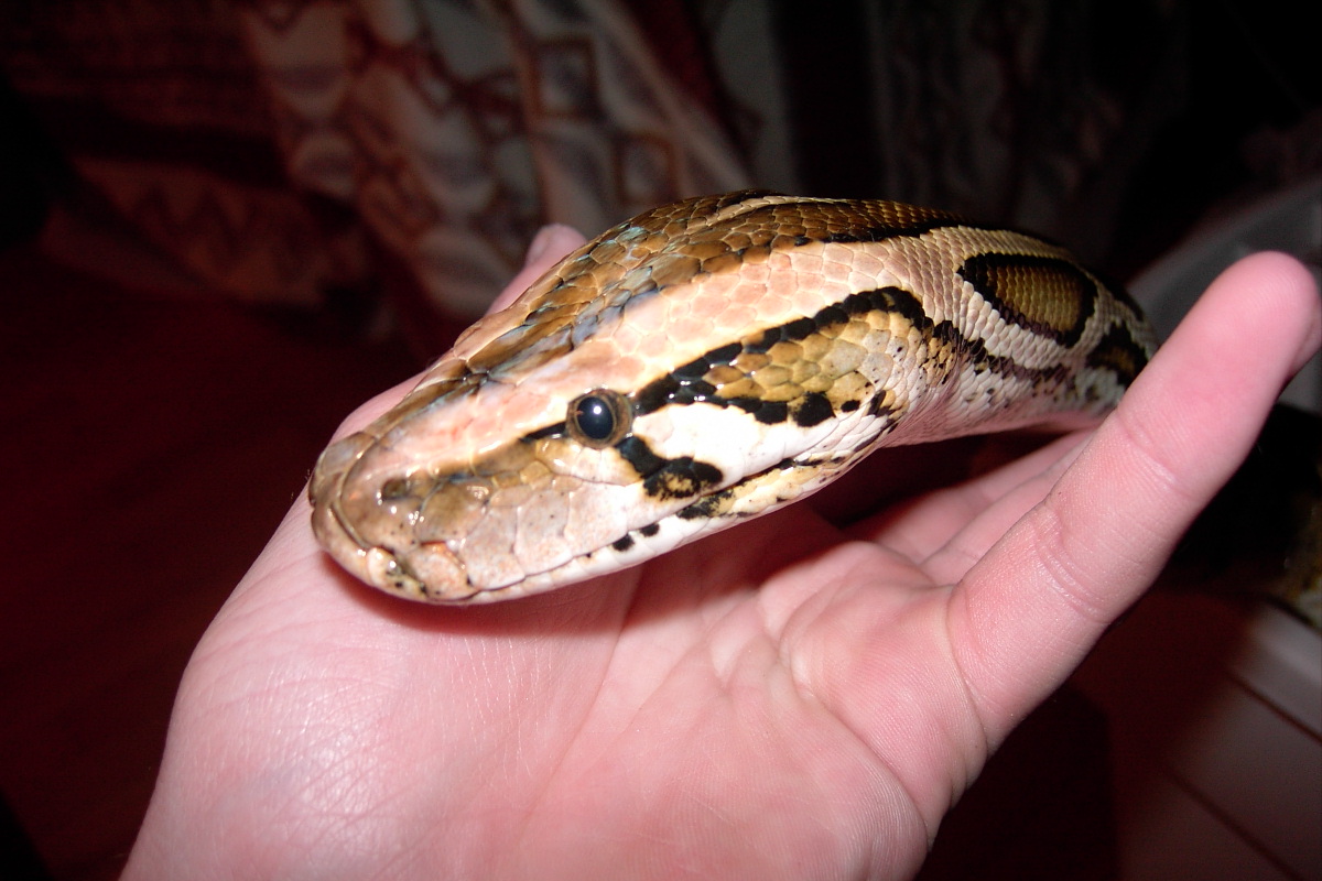 head shot of Lilith