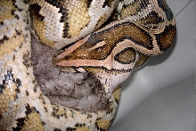 Lilith eating
