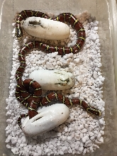 Archelaphe Bella Chapa Ratsnakes Hatching