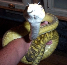 female moluccan python