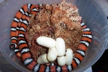 l.z.agalma
