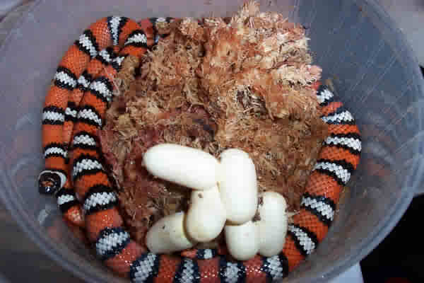 l.z.agalma