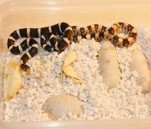 c.b. longnose snakes 06-28-2013