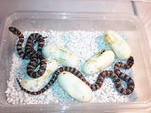 2013 Durango Mountain Kings Hatching