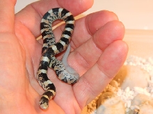 my first captive bred longnose snake 6-27-2013