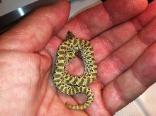 green hognose 2013