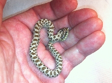 green hognose