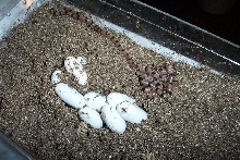 T-semis hatching 7-30-08