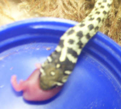 Fed Time (Close up 1)
