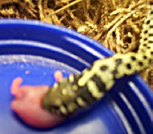 Feed Time (Close Up 2)