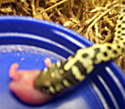 Feed Time (Close Up 2)