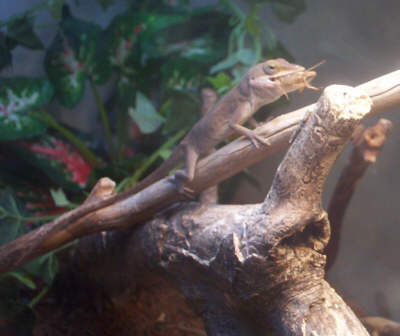Lizzy the Anole Eating