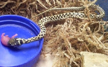 Feeding Plisken