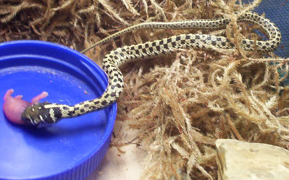 Feeding Plisken
