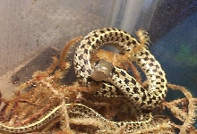 Plisken the Checkard Garter