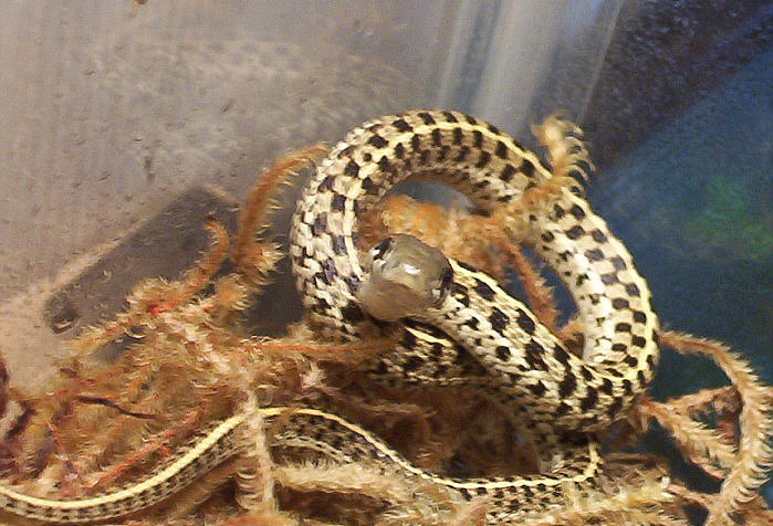 Plisken the Checkard Garter