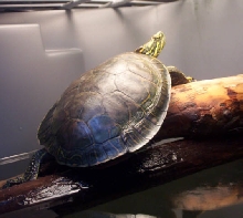 T.E.T. Basking