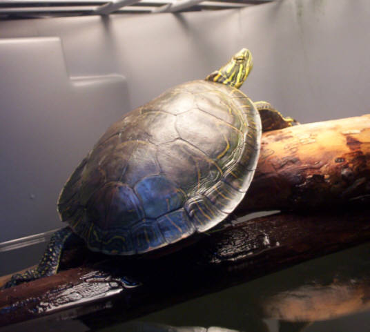 T.E.T. Basking
