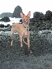 Happy Hound