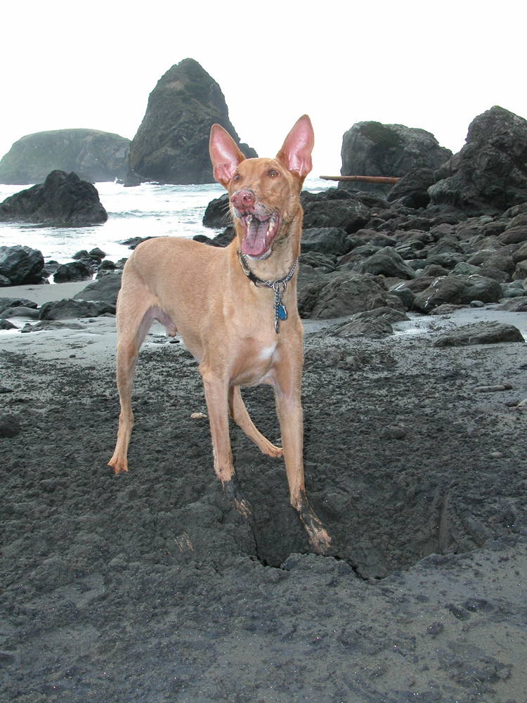 Happy Hound