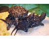 Turtle tower!