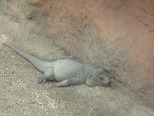 Cyclura Cornuta