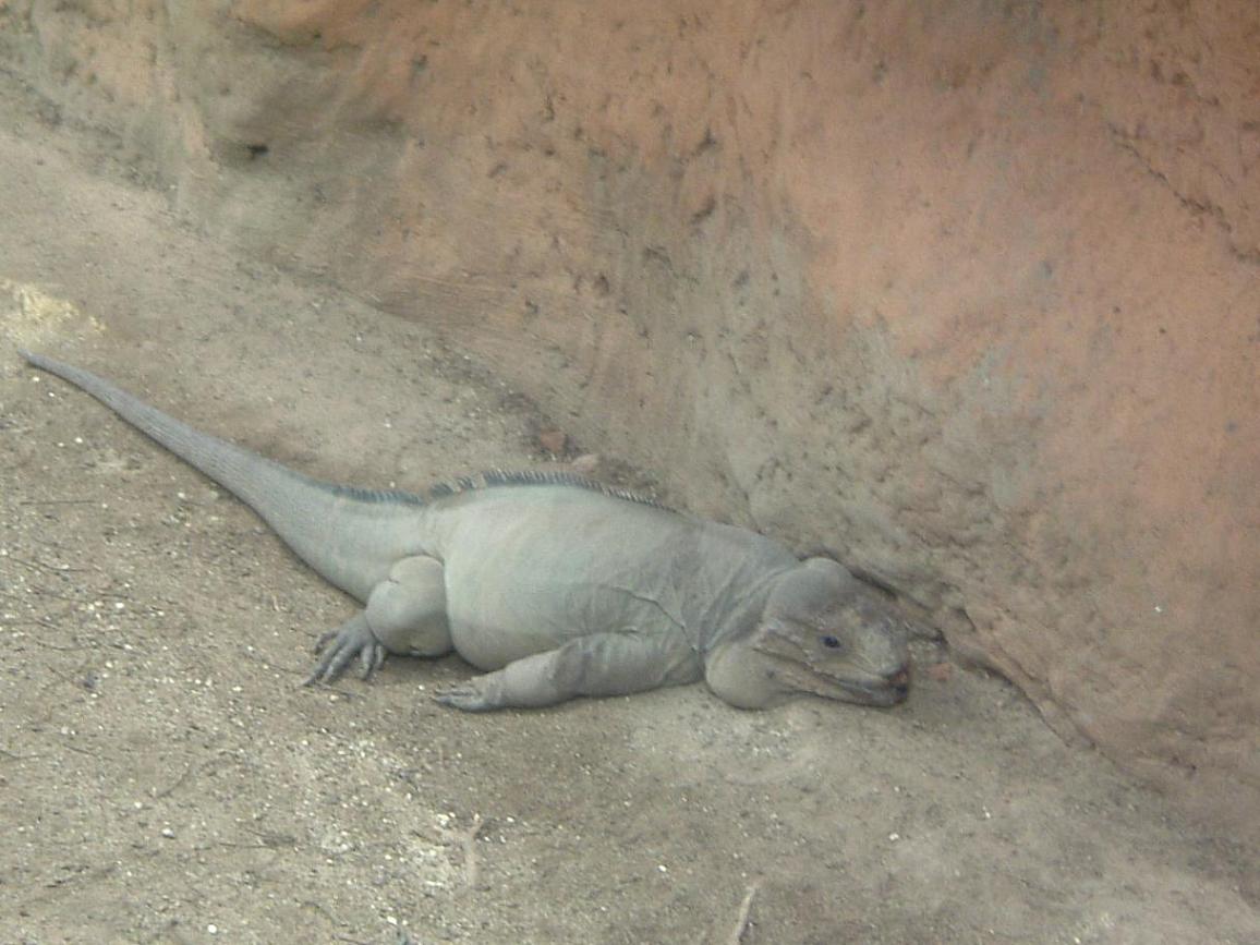 Cyclura Cornuta