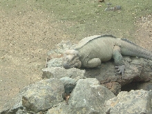 Mona's Iguana