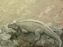 Cyclura Cornuta