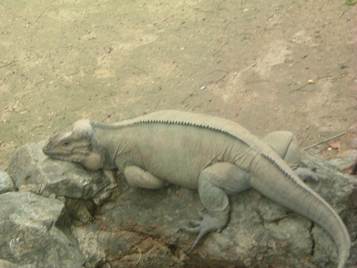 Cyclura Cornuta