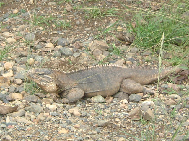 Cuban Iguana