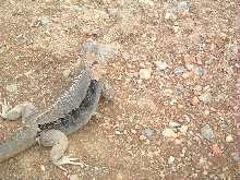 Cuban Iguana