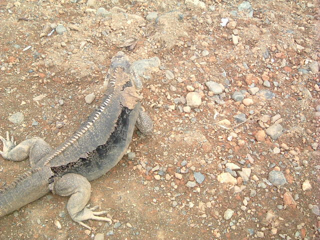 Cuban Iguana