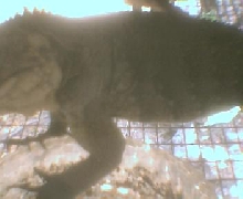 Cyclura Nubila